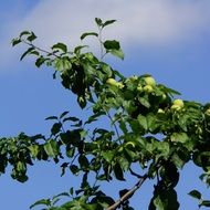tree with fruit