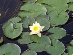 small white lotus bud in a pond