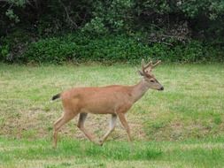 wild young deer running on meadow at forest