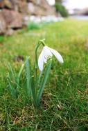 White flower blossomes in the garden