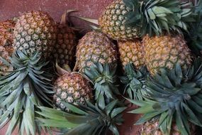 harvest of sweet pineapples