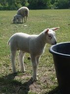 white sheep in spring