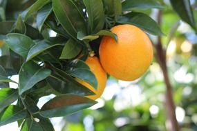 ripe oranges on the tree