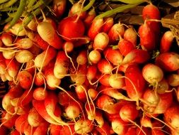 red radish tubers close up