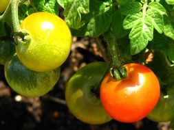 unripe tomatoes on a plant