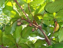 indian almond tree in rainforest