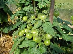 green tomatoes in the greenhouse