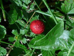 indian strawberry