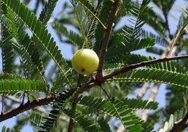 Indian gooseberry on the tree