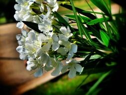 white wildflowers in spring