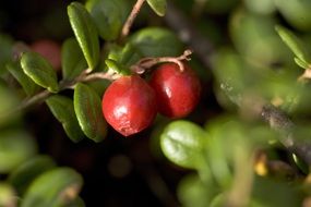 Lingonberries on the plant