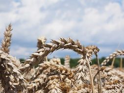 gold ears of wheat in the summer