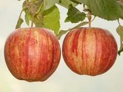 two different colored apples on a branch