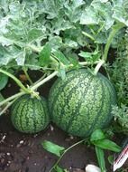 watermelon