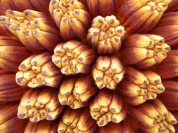 pandanus, detail of tropical fruit close up