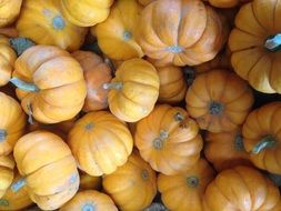 pumpkins