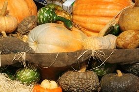 colorful pumpkin and squash sunny close-up