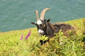 goat in a rural in England