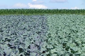 Landscape of big herb field