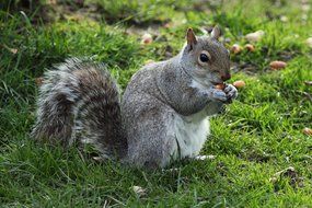 gray fluffy squirrel with a nut in the garden