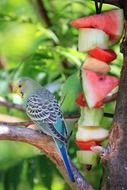 buffet for blue budgie