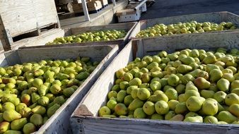fresh organic bartlett pear
