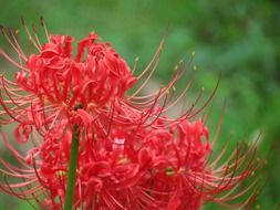 floral plant natural blossom bloom flower