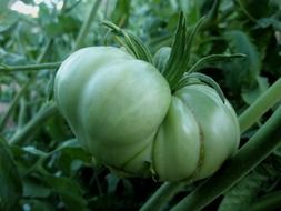 huge green tomato in the garden