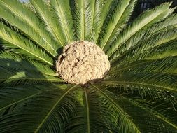 green exotic palm tree