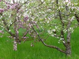 apple blossom in the green garden