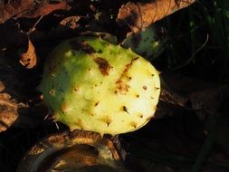 prickly chestnut shell autumn fruit