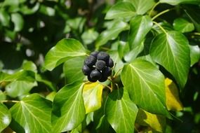 ivy black berries