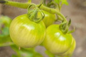 green tomatoes ripen