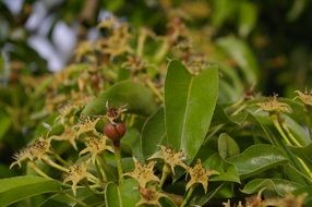 new pear tree fruits among leaves