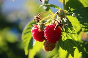 tastiest raspberries