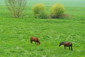 Two horses on the green grass field