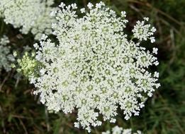 cute tiny wild flowers