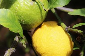 lemons closeup