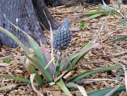 young cactus on the ground