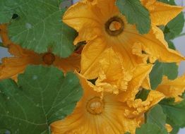 yellow flowers of zucchini as food