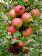 Good harvest of ripe apples