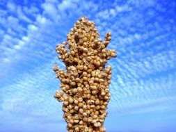 plant with seeds against a blue sky