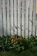 Bushes of tomatoes near the wooden fence