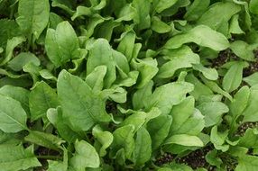 spinach vegetables