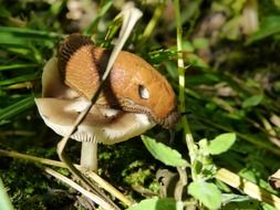mushroom snail in green grass