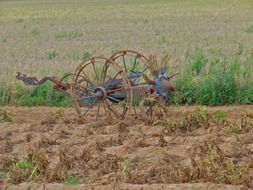 growing potatoes on a field