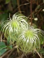 Close-up of the colorful curly plant