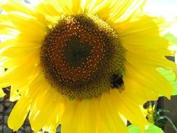 Sunflower close-up