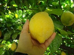 hand holds a lemon on the tree