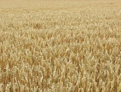 golden beautiful wheat field